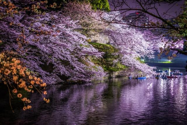 千鳥ヶ淵夜桜