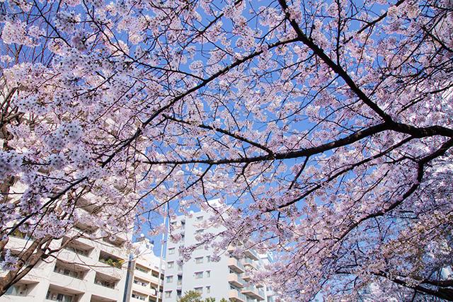 恵比寿の桜