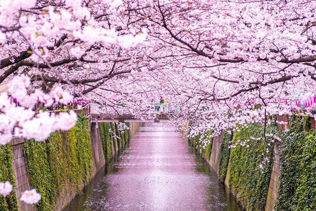 目黒川桜