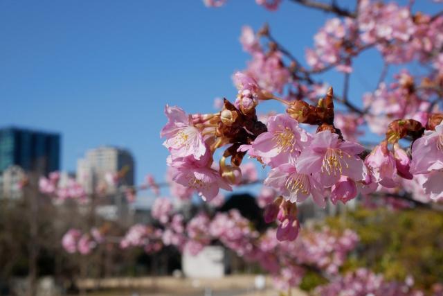 芝公園の梅