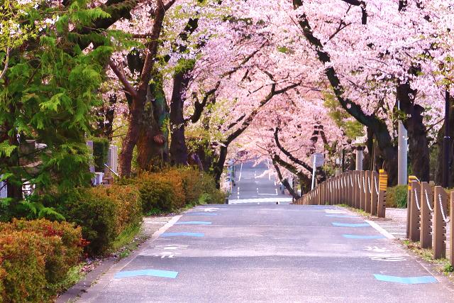 青山霊園