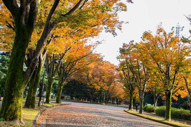 駒沢オリンピック公園