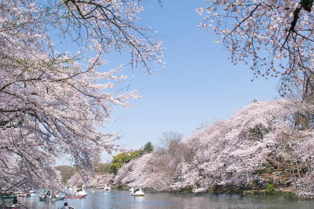 吉祥寺