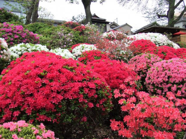 根津神社