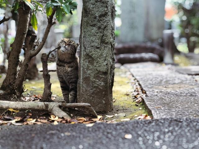 谷中・根津・千駄木～時間を忘れて眺めていたい街並み～ | 【THE ONE】～上質な心地よい自分だけの空間を～