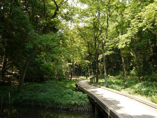 東高根森林公園